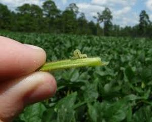 uploads/images/pest/soyabean caterpillar.jpg